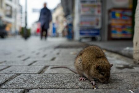 Masterclean-環保滅蟲服務 無毒誘餌捕殺方案 對人體無害 但對蟑螂及其他害蟲極為有效