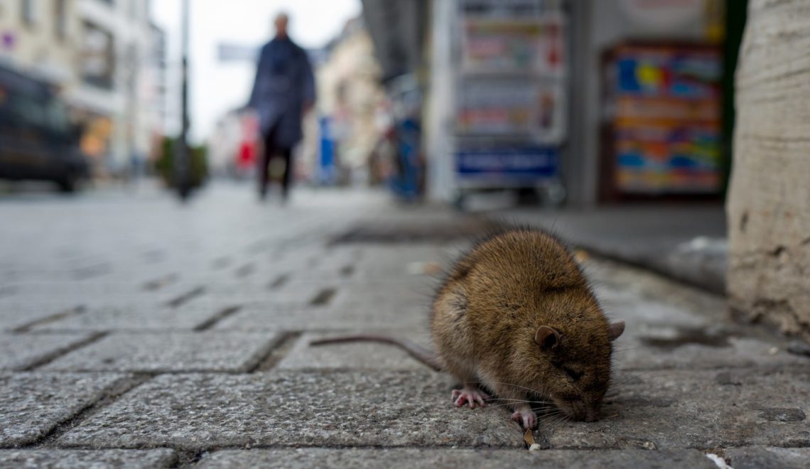 Masterclean-環保滅蟲服務 無毒誘餌捕殺方案 對人體無害 但對蟑螂及其他害蟲極為有效