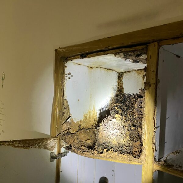 專業滅蟲服務| Masterclean 專業滅蟲服務| Masterclean