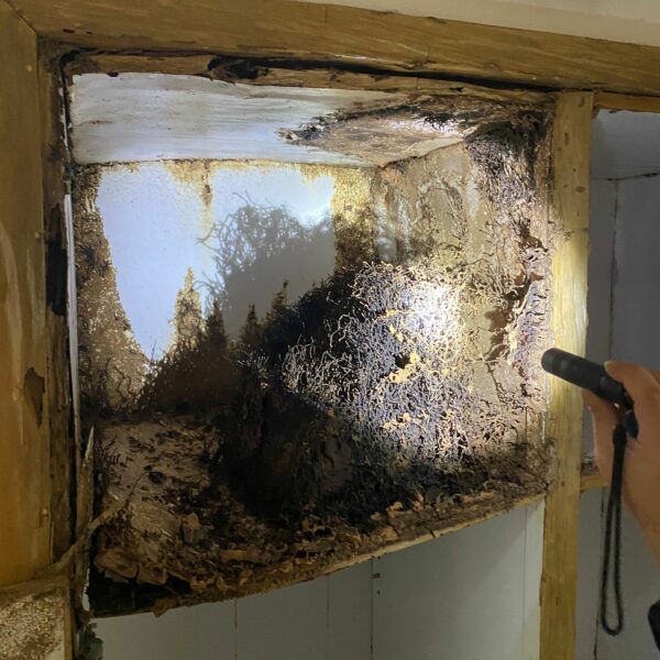 專業滅蟲服務| Masterclean 專業滅蟲服務| Masterclean