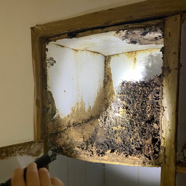 專業滅蟲服務| Masterclean 專業滅蟲服務| Masterclean