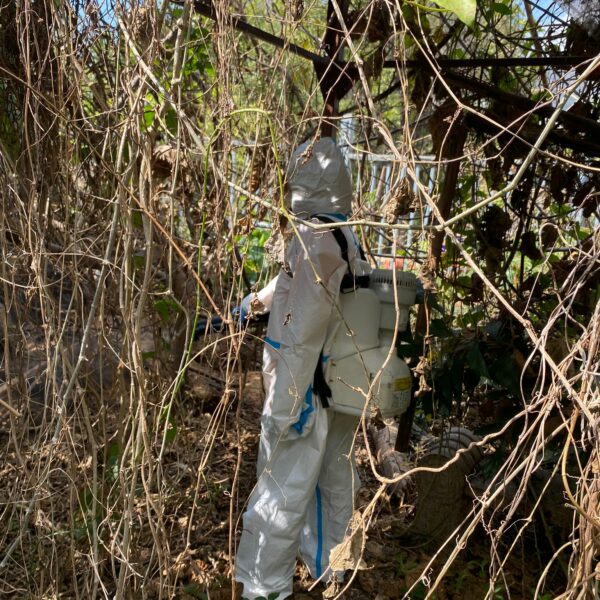 專業滅蟲服務| Masterclean 專業滅蟲服務| Masterclean