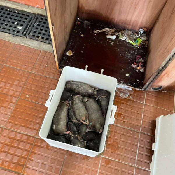 BRT智能捕鼠器捕獲老鼠 | Masterclean