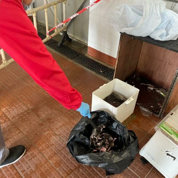 BRT智能捕鼠器捕獲老鼠 | Masterclean