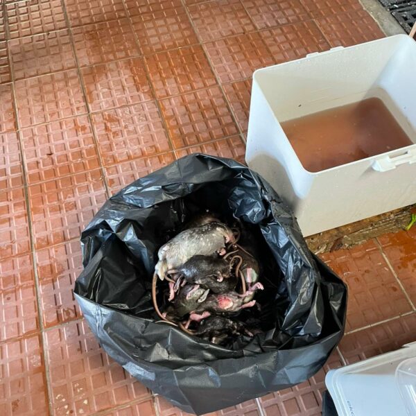 BRT智能捕鼠器捕獲老鼠 | Masterclean