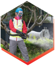 環保滅蟲服務| Masterclean