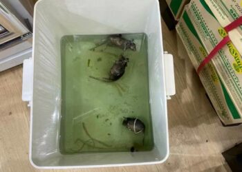 BRT智能捕鼠器滅鼠服務| Masterclean