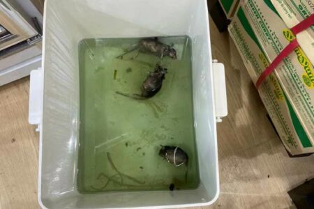 BRT智能捕鼠器滅鼠服務| Masterclean