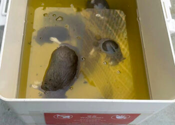 滅鼠服務| Masterclean