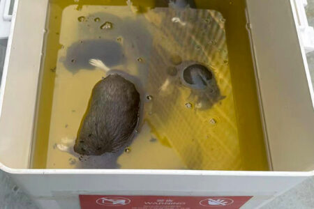 滅鼠服務| Masterclean