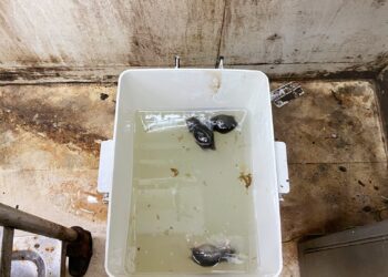 BRT智能捕鼠器捕鼠服務| Masterclean