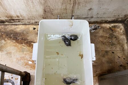 BRT智能捕鼠器捕鼠服務| Masterclean