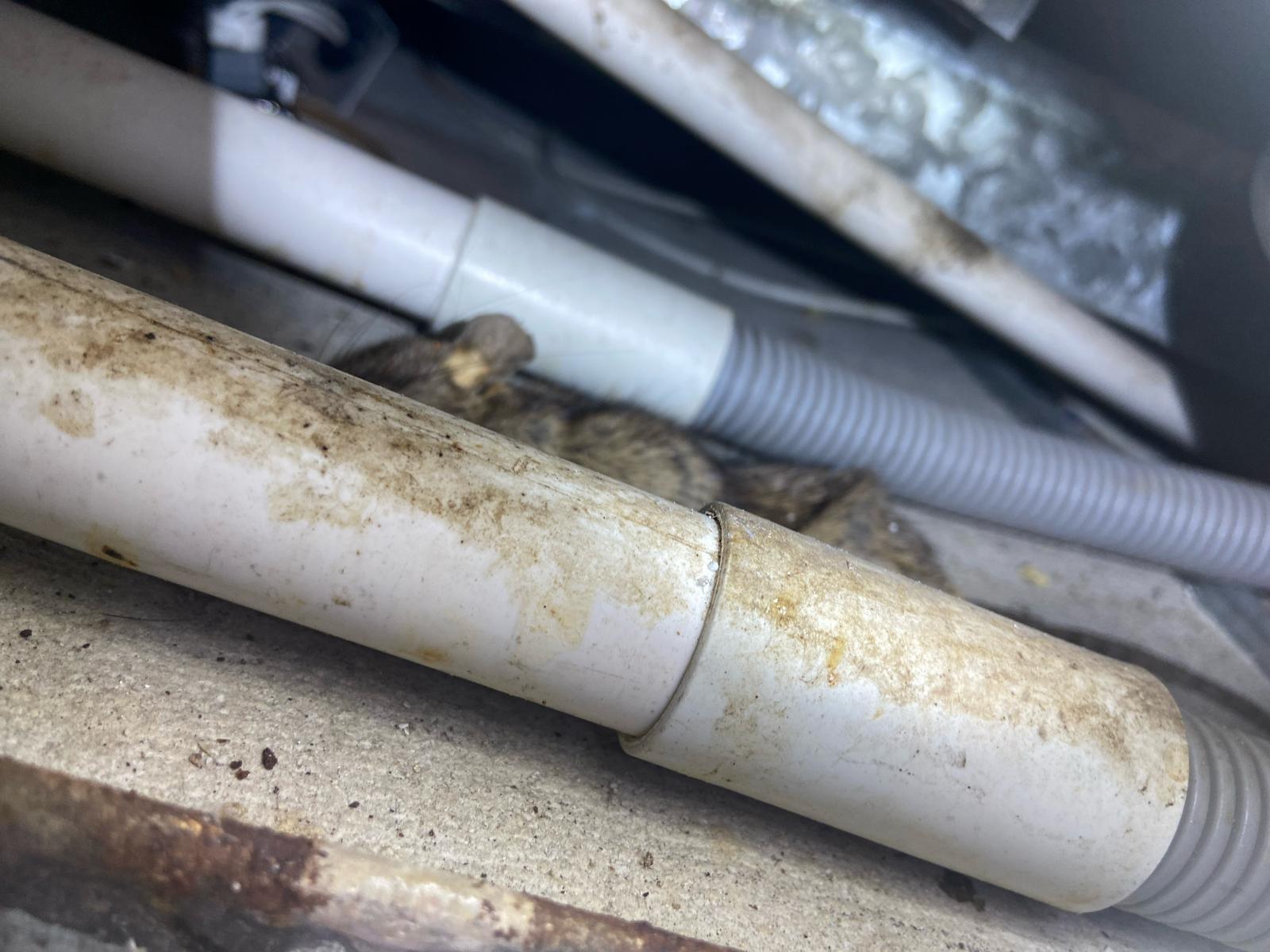 荃灣富邦銀行-天花板滅鼠消毒| Masterclean