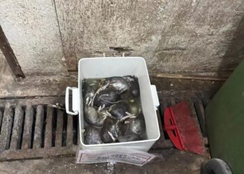 荃灣停車場 - BRT智能捕鼠器滅鼠服務 | Masterclean