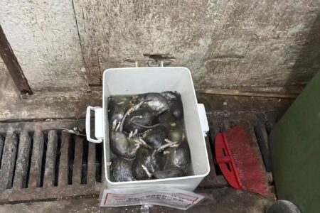 荃灣停車場 - BRT智能捕鼠器滅鼠服務 | Masterclean