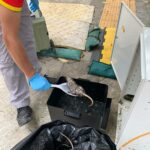 建築地盤 - BRT智能捕鼠器滅鼠服務 | Masterclean
