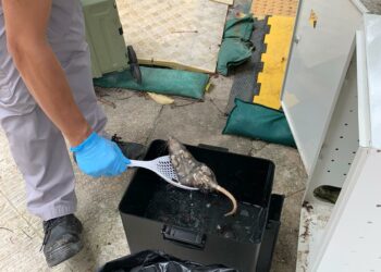 建築地盤 - BRT智能捕鼠器滅鼠服務 | Masterclean